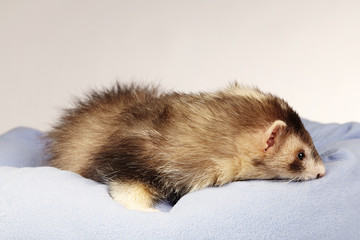 Fototapeta na wymiar Nice ferret portrait in bed