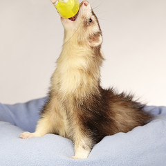 Ferret enjoying reward