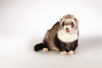 Lovely ferret posing for portrait