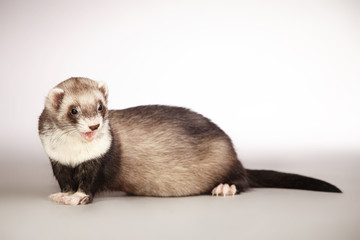 Ferret portrait in studio