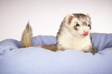 Ferret looking from bed