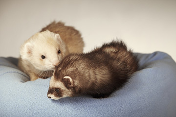 Two ferrets in bed