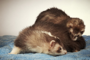 Fototapeta na wymiar Game of two ferrets