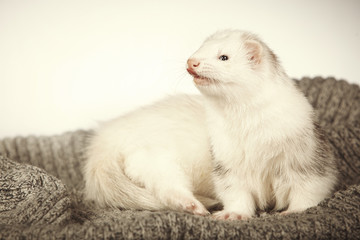 Fototapeta na wymiar Nice dew ferret