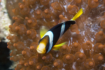 nemo fish