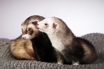 Ferret friends