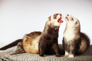 Ferret singers