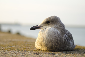 Jezioro górskie w Alpach © Mike Mareen