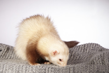 Nice champagne ferret