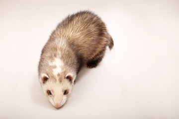 Ferret female on background