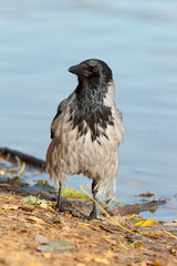 Corvus cornix, Hooded Crow.
