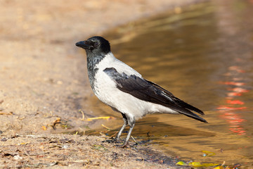 Corvus cornix, Hooded Crow.