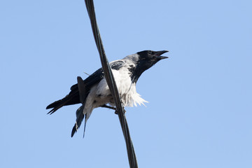 Corvus cornix, Hooded Crow.