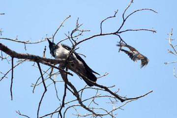 Corvus cornix, Hooded Crow.