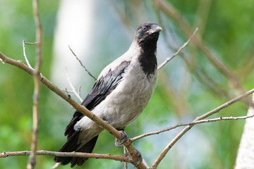 Corvus cornix, Hooded Crow.