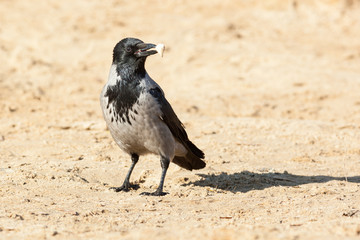 Corvus cornix, Hooded Crow.