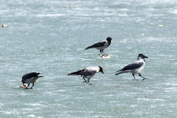 Corvus cornix, Hooded Crow.