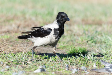 Corvus cornix, Hooded Crow.