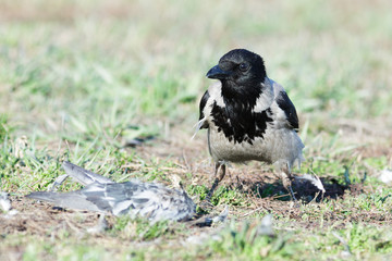 Corvus cornix, Hooded Crow.