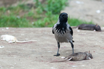 Corvus cornix, Hooded Crow.