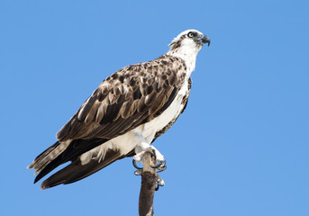 King of Birds