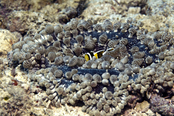 anemone fish