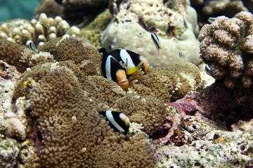 Naklejka na ściany i meble anemone fish