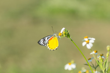 butterfly and white daisies