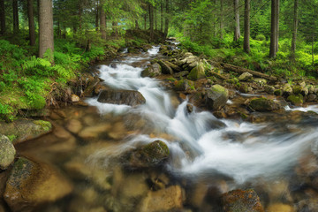 Fototapeta na wymiar River in summer forest. Beautiful natural landscape