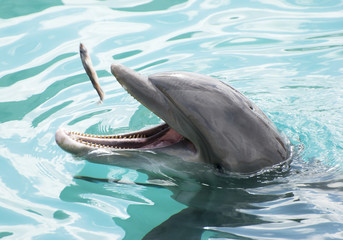 Dolphin's Snack