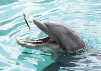 Photo sur Plexiglas Dauphin Le goûter des dauphins