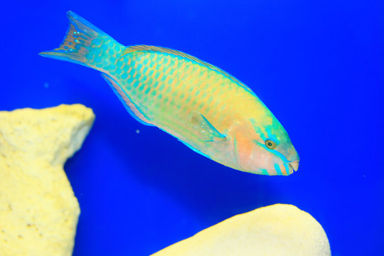 Palenose Parrotfish (Scarus psittacus) in Japan