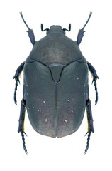 Beetle Protaetia afflicta
