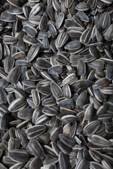 Sunflower Seeds