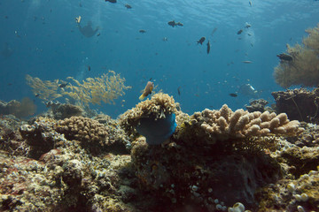 Fototapeta na wymiar diving