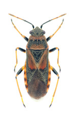 Bug Arocatus melanocephalus