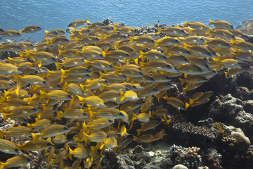 underwater