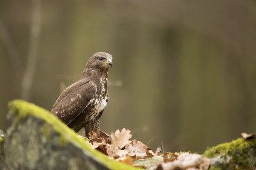 Common Buzzard