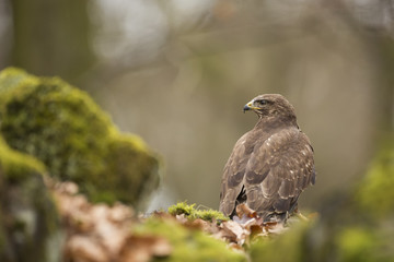 Common Buzzard