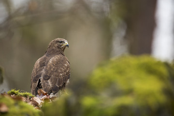 Common Buzzard
