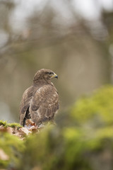 Common Buzzard