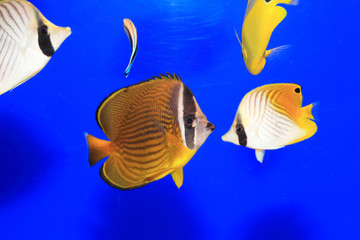 Oriental butterflyfish (Chaetodon auripes) in Japan