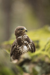 Common Buzzard