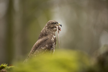 Common Buzzard