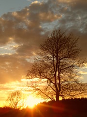 Fototapeta na wymiar Herbstbaum vor Sonnenuntergang