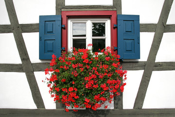 Geranien am Fenster