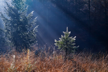 sunlight in autumn forest