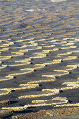 La Geria vineyard area in Lanzarote