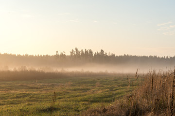 Obraz na płótnie Canvas beautiful misty meadow in the morning frost