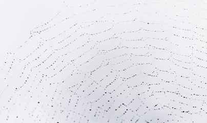 Spider Web With Dew